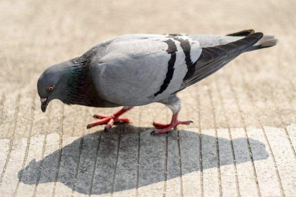 2018養信鴿賺錢嗎？信鴿養殖的利潤與投資成本及前景預測