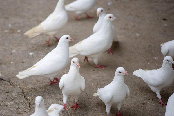 2018養信鴿賺錢嗎？信鴿養殖的利潤與投資成本及前景預測