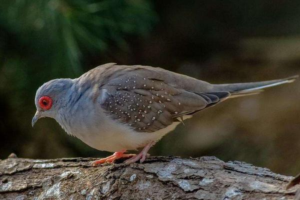 2018養信鴿賺錢嗎？信鴿養殖的利潤與投資成本及前景預測
