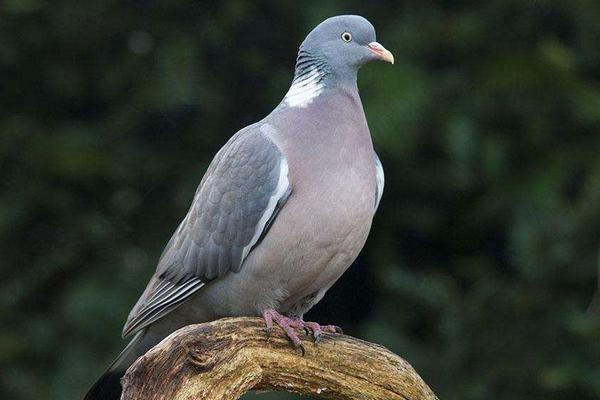 2018養信鴿賺錢嗎？信鴿養殖的利潤與投資成本及前景預測