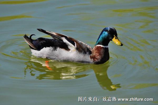 2018養(yǎng)野鴨賺錢(qián)嗎？野鴨養(yǎng)殖的利潤(rùn)與投資成本及前景預(yù)測(cè)