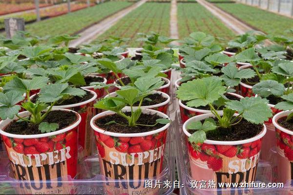 草莓苗應該怎樣種