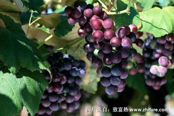 玫瑰香葡萄種植技術(shù)