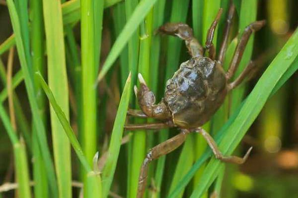 稻田養蟹的好處有哪些？稻田養蟹技術