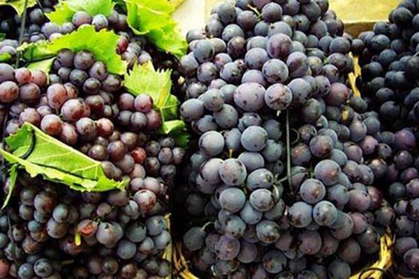 玫瑰香葡萄有籽嗎