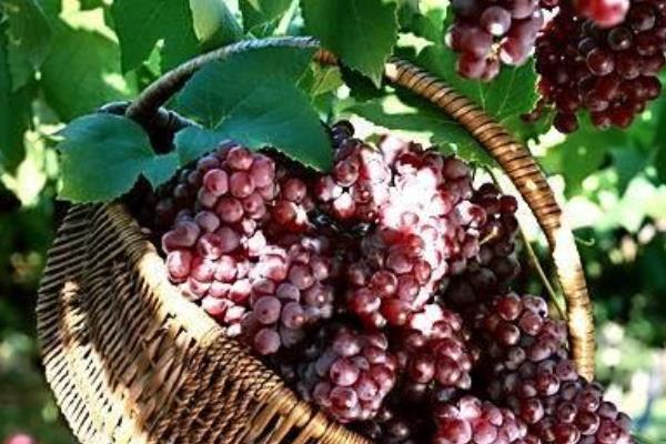 玫瑰香葡萄有籽嗎