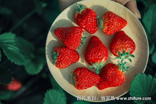 草莓什么時候成熟