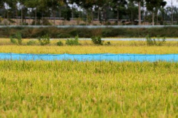稻田養蟹的好處有哪些？稻田養蟹技術