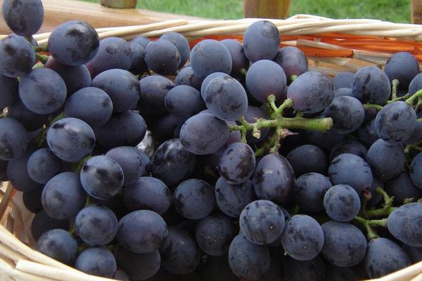 玫瑰香葡萄營養價值