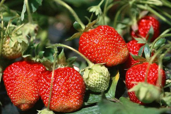 草莓是什么季節的水果