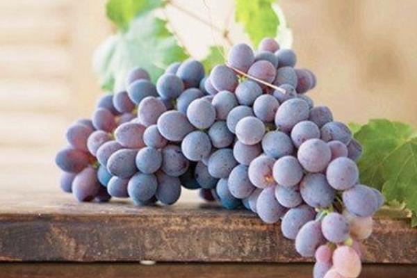 孕婦能吃玫瑰香葡萄嗎