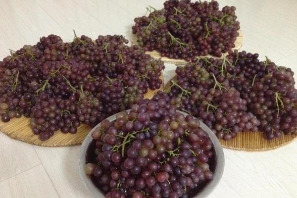 孕婦能吃玫瑰香葡萄嗎