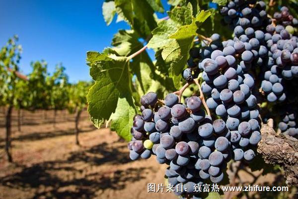 孕婦能吃玫瑰香葡萄嗎