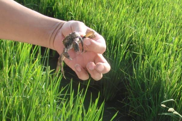 稻田養蟹的好處有哪些？稻田養蟹技術