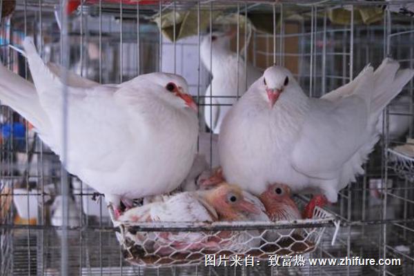 2018養(yǎng)肉鴿賺錢嗎？肉鴿養(yǎng)殖的利潤與投資成本及前景預(yù)測