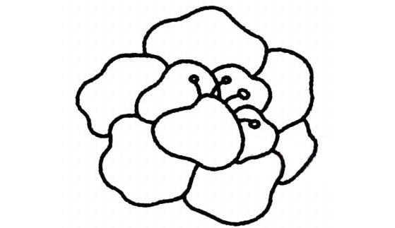 牡丹花簡筆畫怎么畫(圖解步驟)