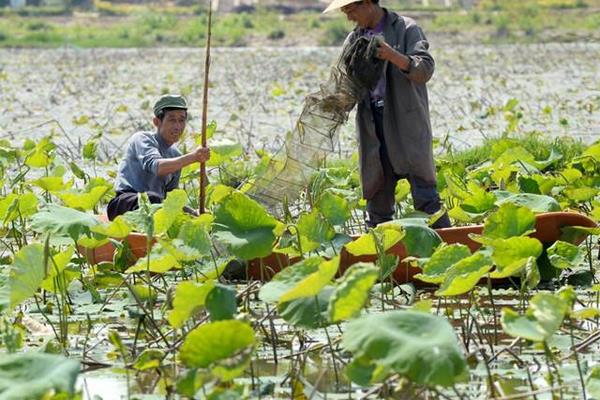 藕田套養小龍蝦 130畝藕田龍蝦兩茬年入52萬元