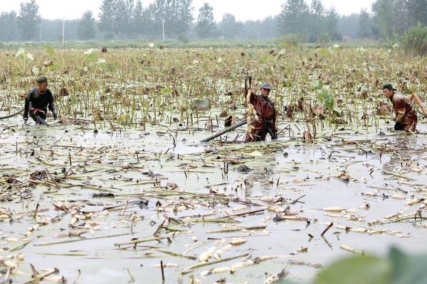 藕田套養小龍蝦 130畝藕田龍蝦兩茬年入52萬元