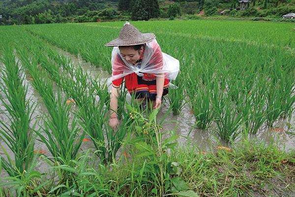 稻田養蟹的好處有哪些？稻田養蟹技術