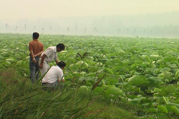 藕田套養小龍蝦 130畝藕田龍蝦兩茬年入52萬元