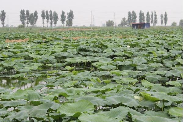 藕田套養小龍蝦 130畝藕田龍蝦兩茬年入52萬元