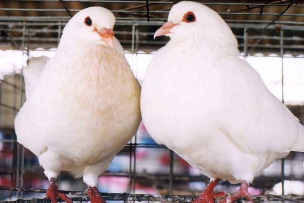 2018養肉鴿賺錢嗎？肉鴿養殖的利潤與投資成本及前景預測