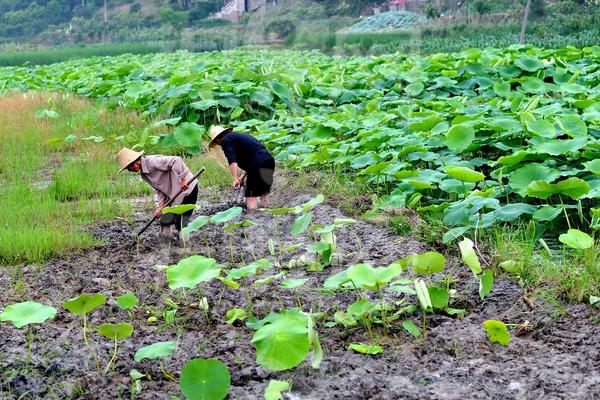 藕田套養小龍蝦 130畝藕田龍蝦兩茬年入52萬元
