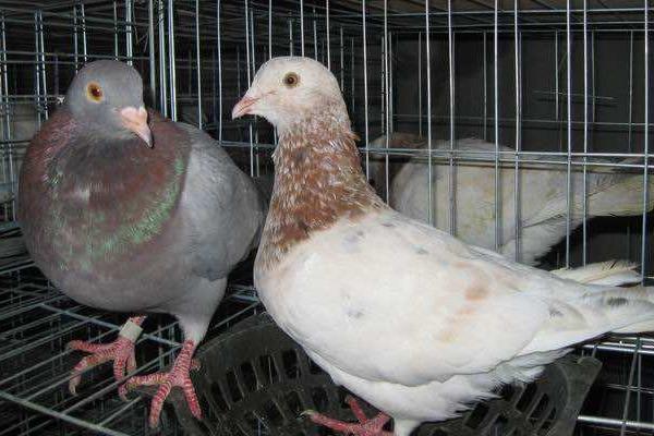 2018養肉鴿賺錢嗎？肉鴿養殖的利潤與投資成本及前景預測