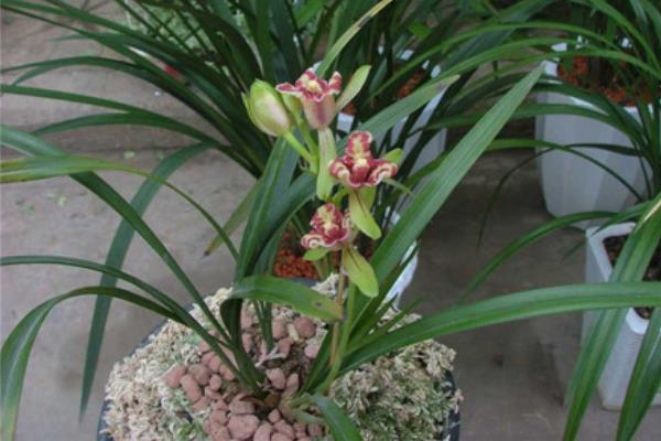 建蘭花怎么養(yǎng)