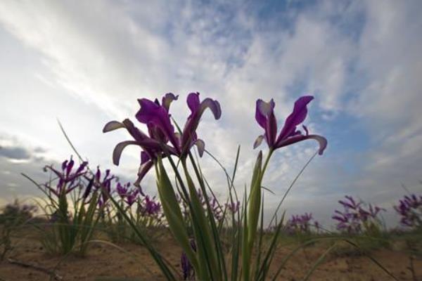 建蘭花怎么養(yǎng)