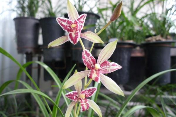 建蘭花怎么養(yǎng)