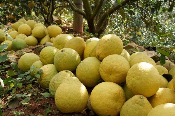 柚子什么時候上市