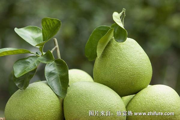 柚子什么時候上市