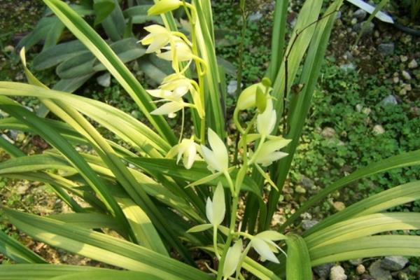 建蘭花怎么養(yǎng)