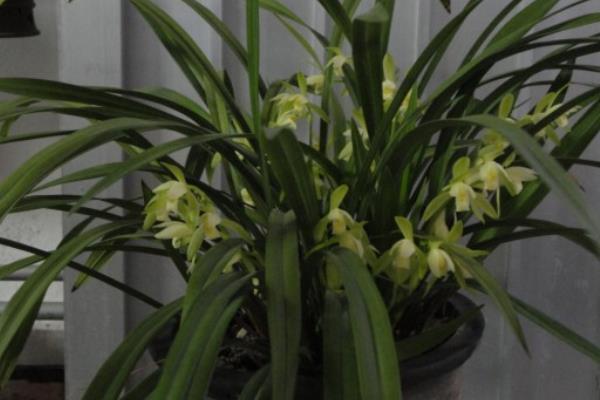 建蘭花怎么養(yǎng)