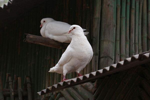 2018養肉鴿賺錢嗎？肉鴿養殖的利潤與投資成本及前景預測