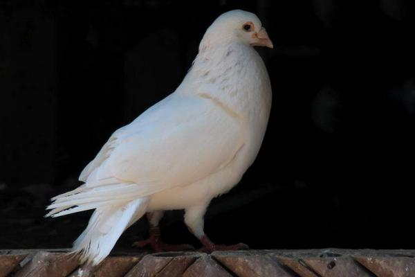 2018養肉鴿賺錢嗎？肉鴿養殖的利潤與投資成本及前景預測