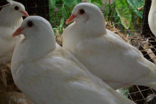 2018養肉鴿賺錢嗎？肉鴿養殖的利潤與投資成本及前景預測