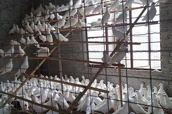 2018養肉鴿賺錢嗎？肉鴿養殖的利潤與投資成本及前景預測