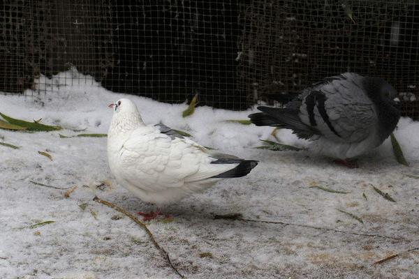 2018養肉鴿賺錢嗎？肉鴿養殖的利潤與投資成本及前景預測