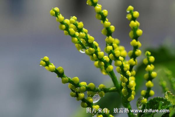 珠蘭花怎么養(yǎng)