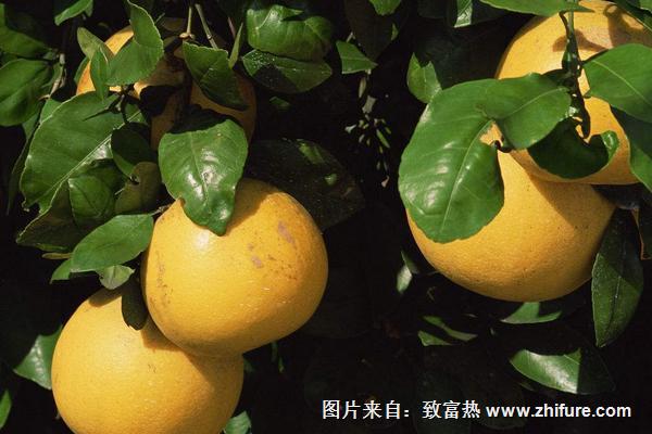 柚子葉的功效與作用及禁忌