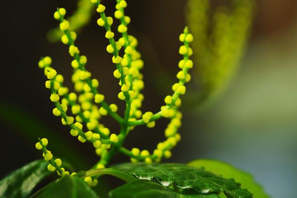 珠蘭花怎么養(yǎng)