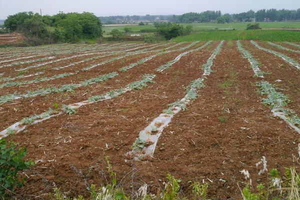 西瓜高產(chǎn)種植技術(shù)