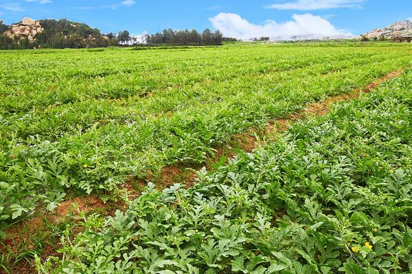 西瓜高產(chǎn)種植技術(shù)