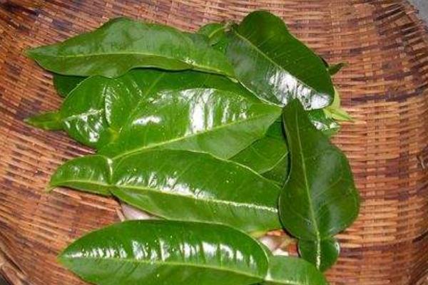 柚子葉的功效與作用及禁忌