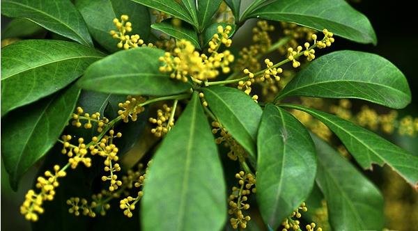 珠蘭花怎么養(yǎng)