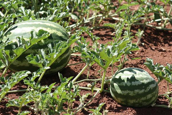 西瓜高產(chǎn)種植技術(shù)
