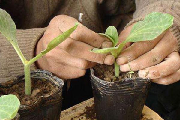 西瓜高產(chǎn)種植技術(shù)