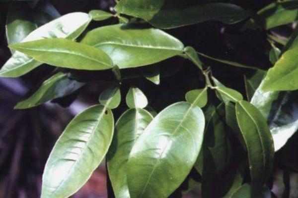 柚子葉的功效與作用及禁忌